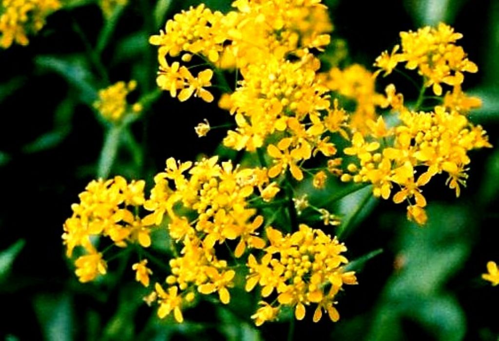 Fiore giallo a quattro petali - Isatis tinctoria